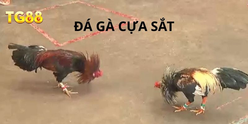 Giới Thiệu Về Môn Đá Gà Cựa Sắt